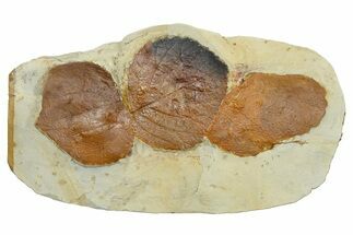 Wide Plate with Three Fossil Leaves (Two Species) - Montana #262383