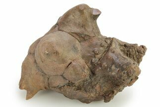 Fossil Crinoid (Jimbacrinus) - Gascoyne Junction, Australia #262406