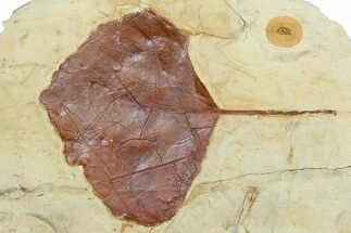 Fossil Leaf (Zizyphoides) - Montana #262393