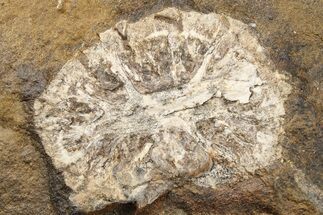 Paleocene Fossil Cone (Parataxodium) - North Dakota #262411