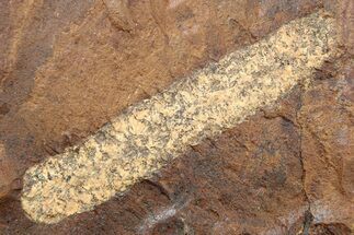 Paleocene Fossil Catkin (Palaeocarpinus) - North Dakota #262416