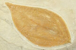 Fossil Leaf (Cinnamomum) - Montana #262543