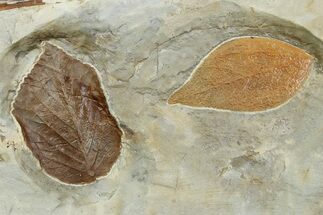 Wide Plate with Two Fossil Leaves (Two Species) - Montana #262554