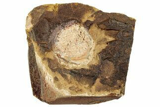 Paleocene Fossil Fruit - North Dakota #262423