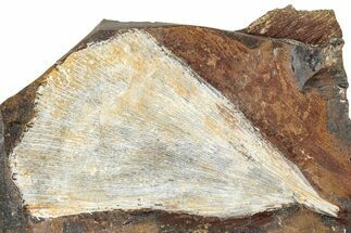 Fossil Ginkgo Leaf From North Dakota - Paleocene #262473