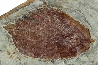 Detailed Fossil Leaf (Celtis) - Montana #262496