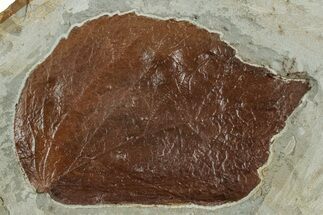 Fossil Leaf (Beringiaphyllum) - Montana #262501