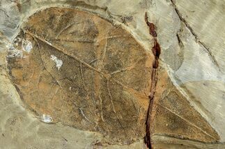 Fossil Leaf (Cissites rocklandensis) - Uncommon Species #262526