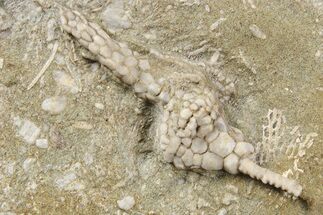 Fossil Crinoid (Macrocrinus) - Crawfordsville, Indiana #262468