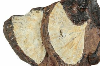 Two Fossil Ginkgo Leaves From North Dakota - Paleocene #262684