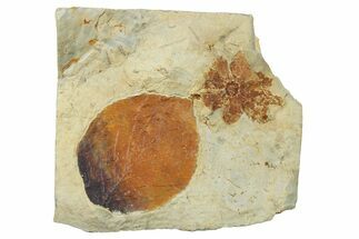 Fossil Leaf *Davidia With Fruited Floret - Montana #262747