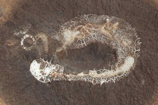 Fossil Sea Cucumber (Achistrum) Pos/Neg - Mazon Creek #262539