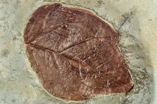 Fossil Leaf (Cissites rocklandensis) - Uncommon Species #262691