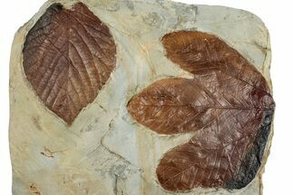 Wide Plate with Two Fossil Leaves (Two Species) - Montana #262700