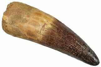 Fossil Spinosaurus Tooth - Incredible, Beast Of A Tooth #262985