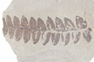 Pennsylvanian Fossil Fern (Mariopteris) - Indiana #262502