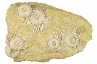 Cretaceous Fossil Urchin (Phymosoma) Plate - Morocco #262519