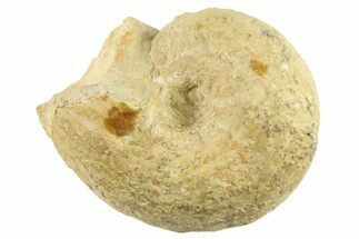 Jurassic Ammonite (Haploceras) Fossil - Germany #263002
