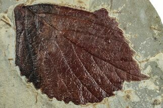 Fossil Leaf (Beringiaphyllum) - Montana #262764