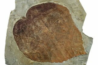 Fossil Leaf (Davidia) - Montana #262771