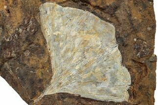 Fossil Ginkgo Leaf From North Dakota - Paleocene #263017