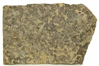 Fossil Fish (Gosiutichthys) Mortality Plate - Wyoming #261918