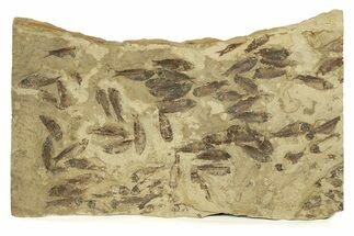 Fossil Fish (Gosiutichthys) Mortality Plate - Wyoming #261920