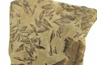 Fossil Fish (Gosiutichthys) Mortality Plate - Wyoming #261924