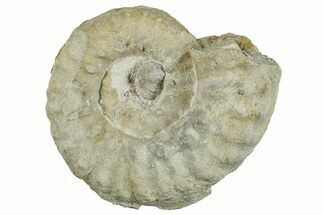 Cretaceous Ammonite (Pervinquieria) Fossil - Texas #262716