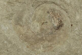 Mississippian Fossil Ammonite - Bear Gulch Limestone #262970