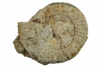 Jurassic Ammonite (Dactylioceras) Fossil - Germany #262972