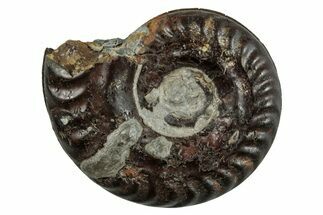 Toarcian Ammonite (Hildoceras) Fossil - Germany #262995