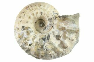 Jurassic Ammonite (Liparoceras) Fossil - England #262646
