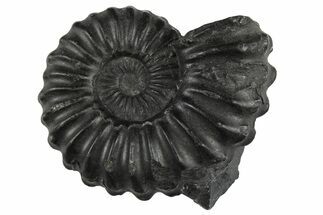 Jurassic Ammonite (Buchiceras) Fossil - Peru #262656