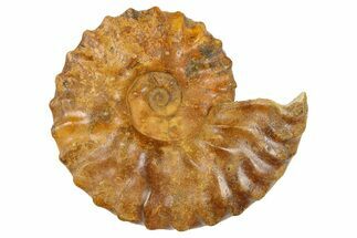 Cretaceous Ammonite (Semenovites) Fossil - Kazakhstan #262696