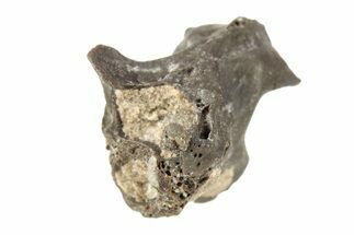Permian Reptile Fossil Vertebra - Oklahoma #261459