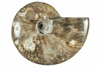 Polished Cretaceous Ammonite (Cleoniceras) Fossil - Madagascar #262130