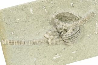 Fossil Crinoid (Actinocrinites) - Crawfordsville, Indiana #263088