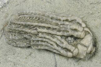 Fossil Crinoid (Platycrinites) - Crawfordsville, Indiana #263097