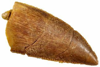 Serrated, Raptor Tooth - Real Dinosaur Tooth #261090