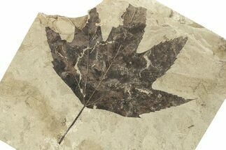 Beautiful Fossil Sycamore (Macginitiea) Leaf - Utah #263317