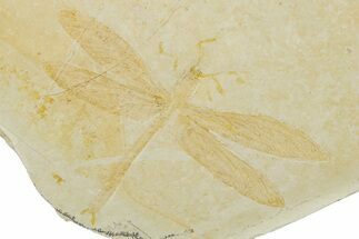 Fossil Dragonfly (Cymatophlebia) & Ammonite - Solnhofen Limestone #263438