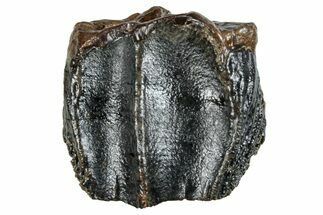 Fossil Dinosaur (Triceratops) Tooth - Wyoming #263412