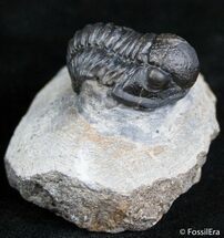 Extra Large Gerastos Trilobite - / Inches #2513