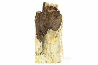 Polished, Petrified Wood (Metasequoia) Stand Up - Oregon #263503