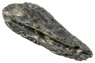Fossil Hadrosaur (Hypacrosaurus?) Tooth - Montana #263766