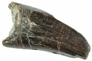 Serrated Tyrannosaur Tooth - Two Medicine Formation #263778
