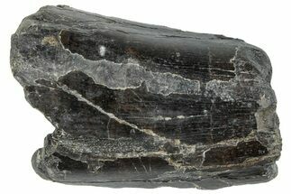 Partial Tyrannosaur Tooth - Two Medicine Formation #263793