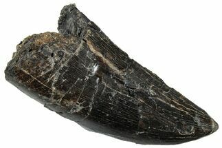 Serrated Tyrannosaur Tooth - Two Medicine Formation #263803