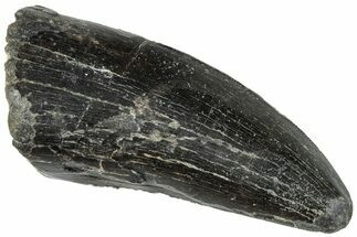 Serrated Tyrannosaur Tooth - Two Medicine Formation #263808